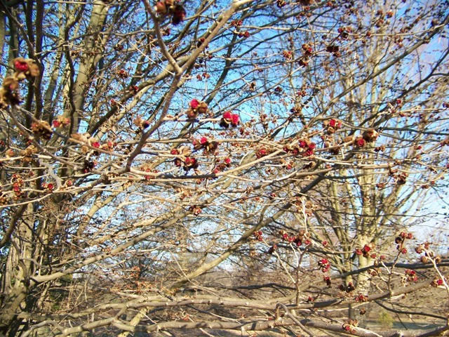 branches with red buds